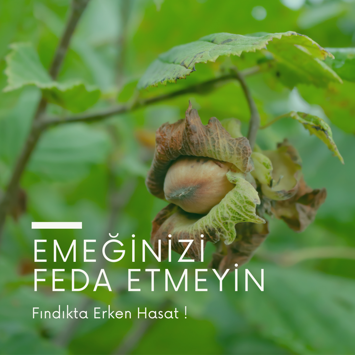 EMEĞİNİZİ ERKEN HASADA HEBA ETTİRMEYİN!