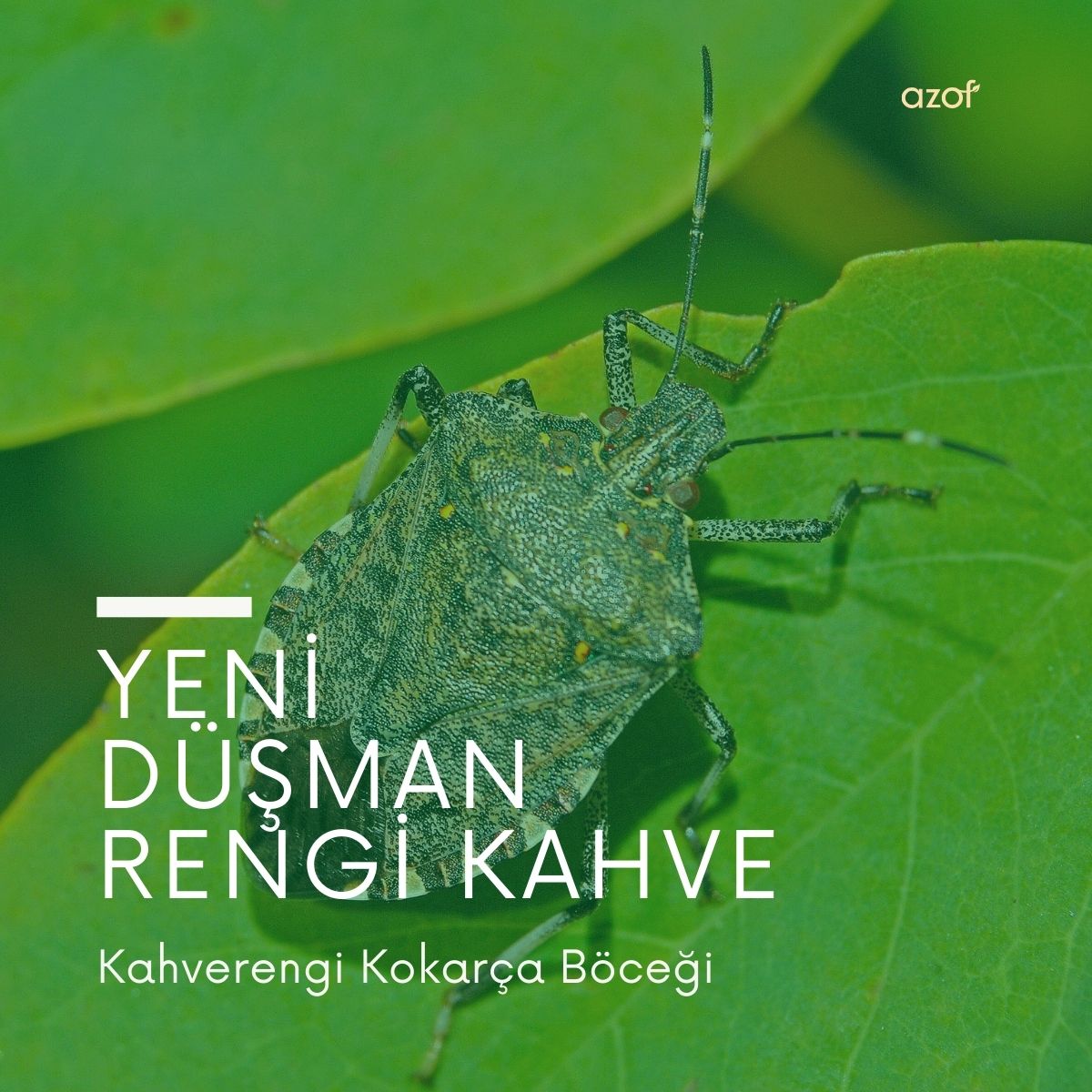 Yeni Düşman Kahverengi Kokarca