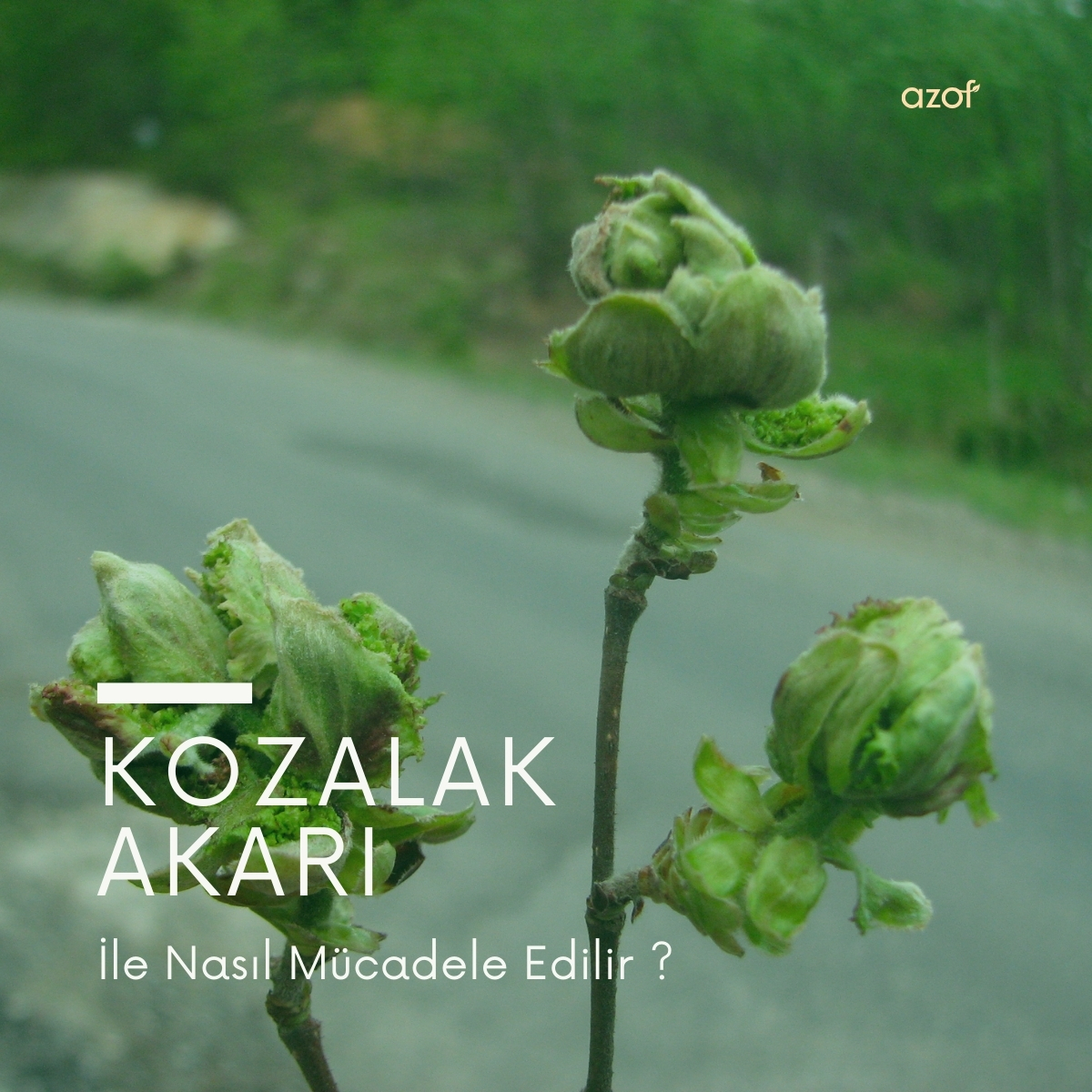 Kozalak Akarı Nedir? Nasıl Mücadele Edilir?