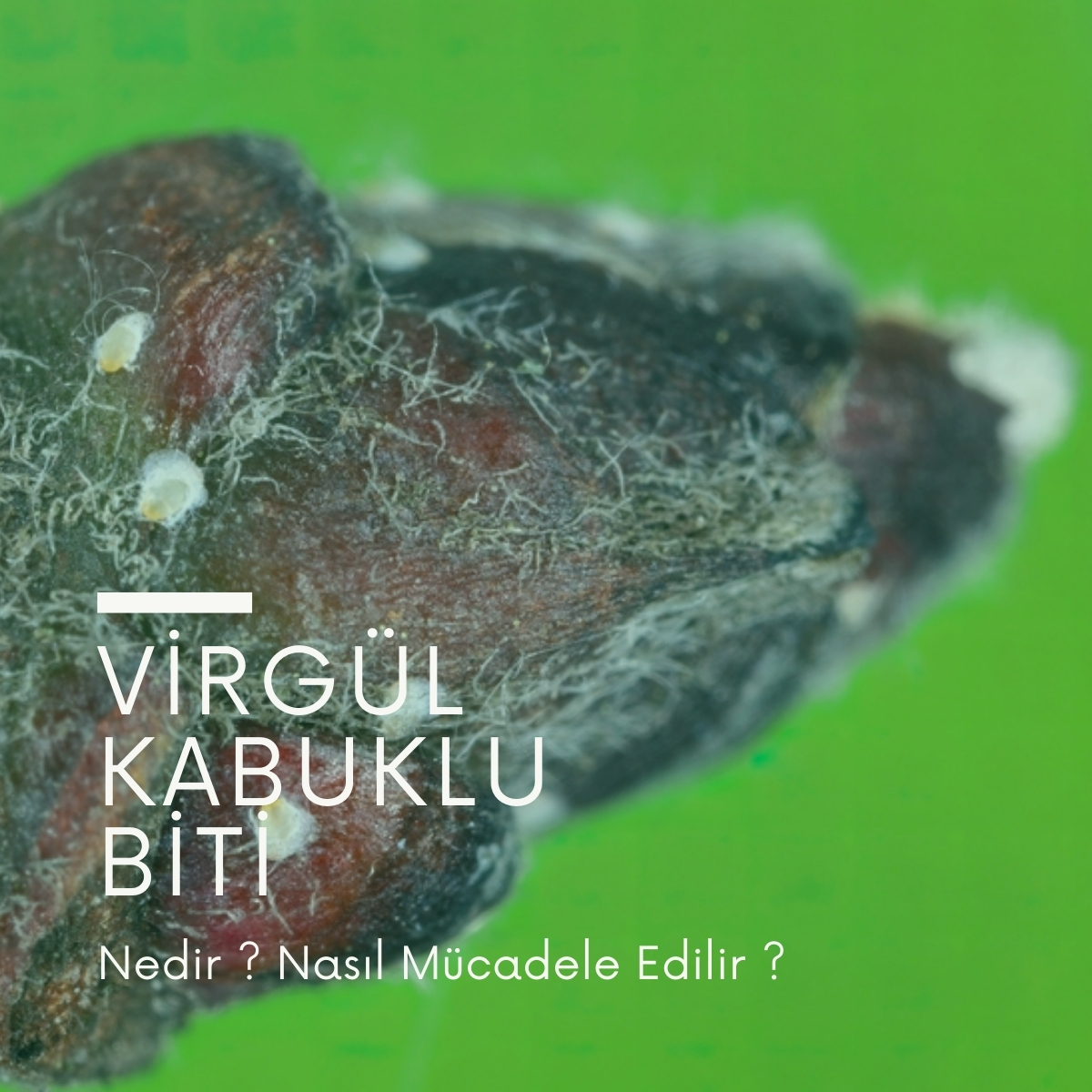 Virgül Kabuklu Biti Nedir ? Nasıl Mücadele edilir ?
