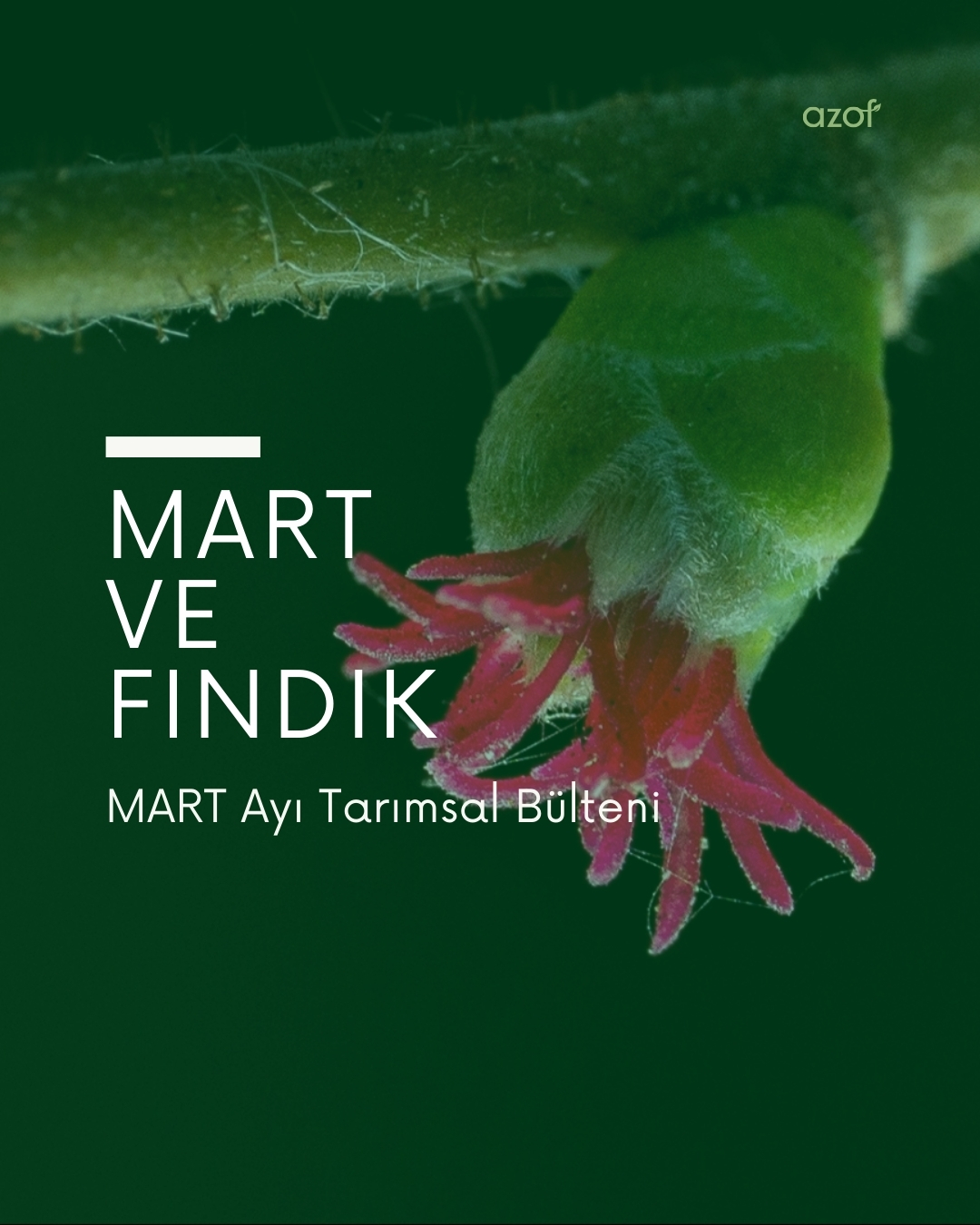 Mart Ayı Tarım Bülteni