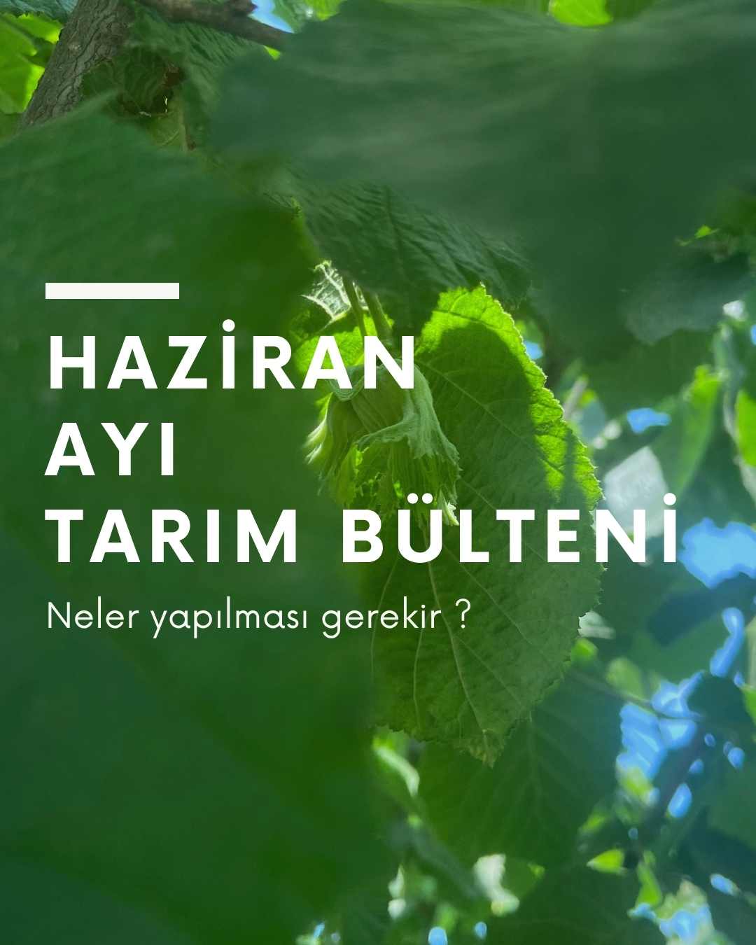 Haziran Ayı Tarım Bülteni