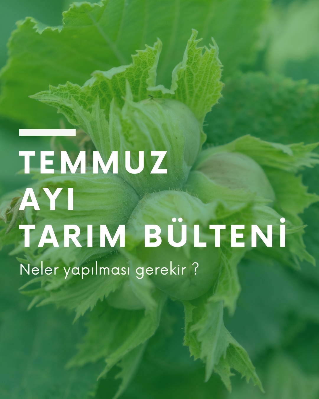 Temmuz Ayı Fındık Tarım Bülteni