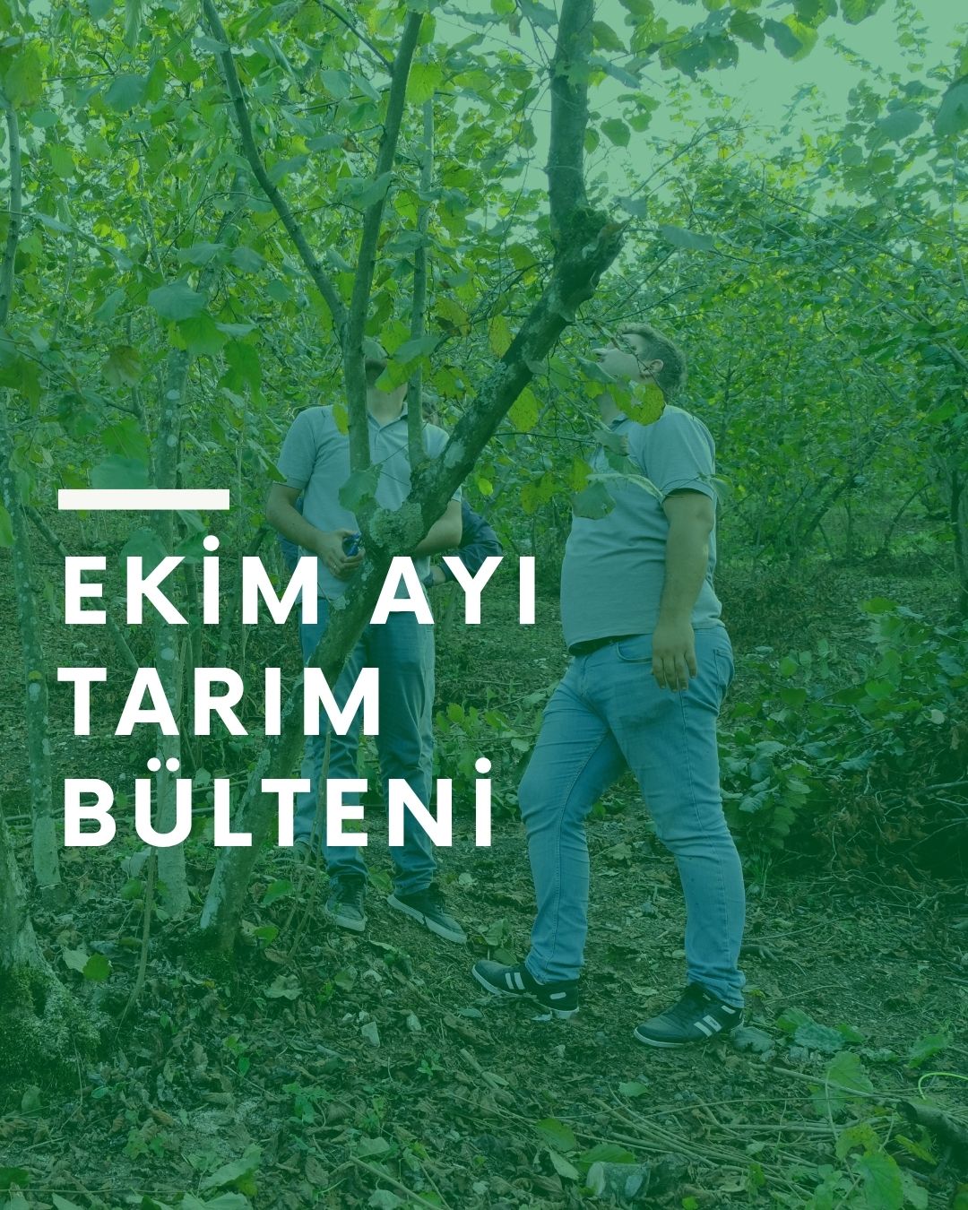 Ekim Ayı Fındık Tarım Bülteni