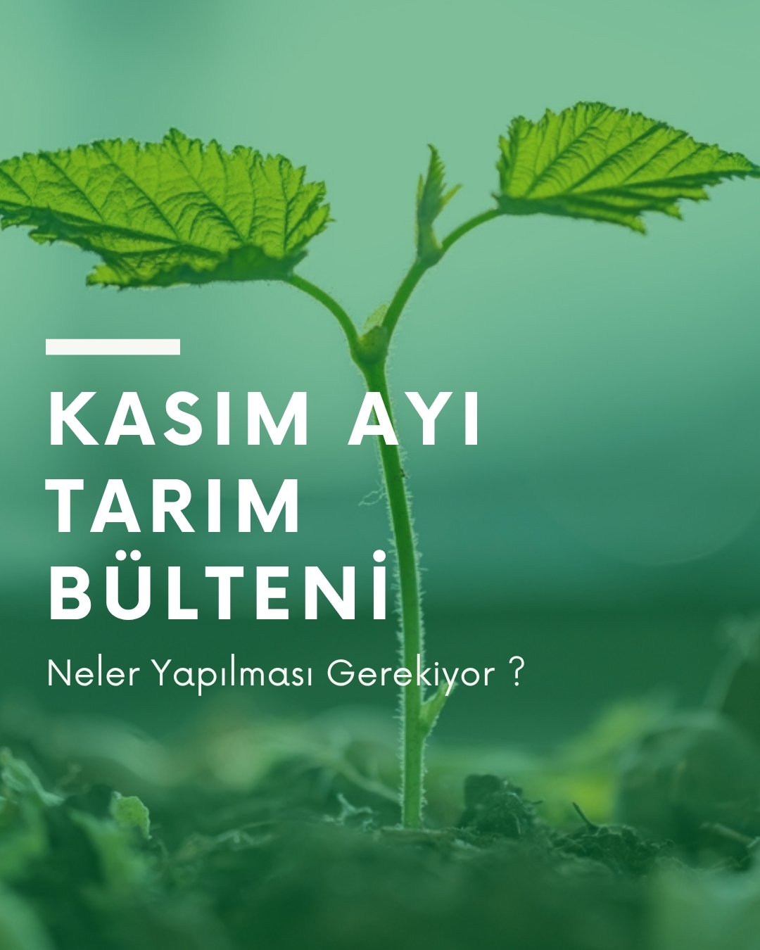 Kasım Ayı Organik Fındık Tarım Bülteni